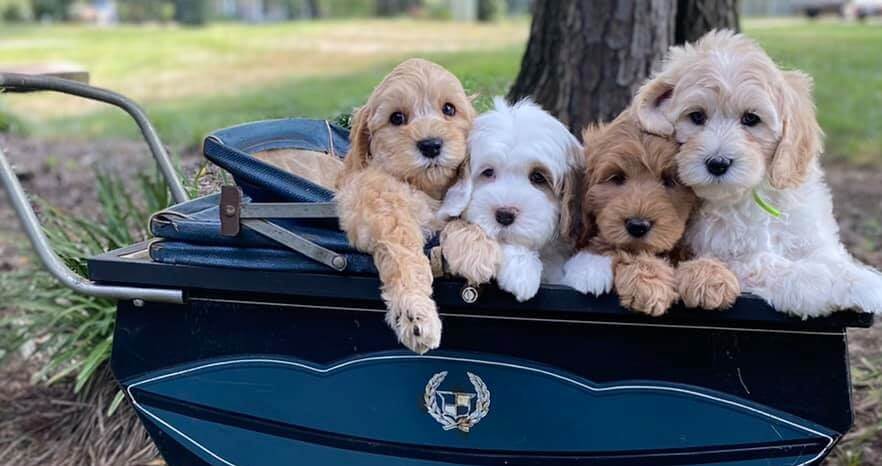 Australian Labradoodle Puppies in North Carolina