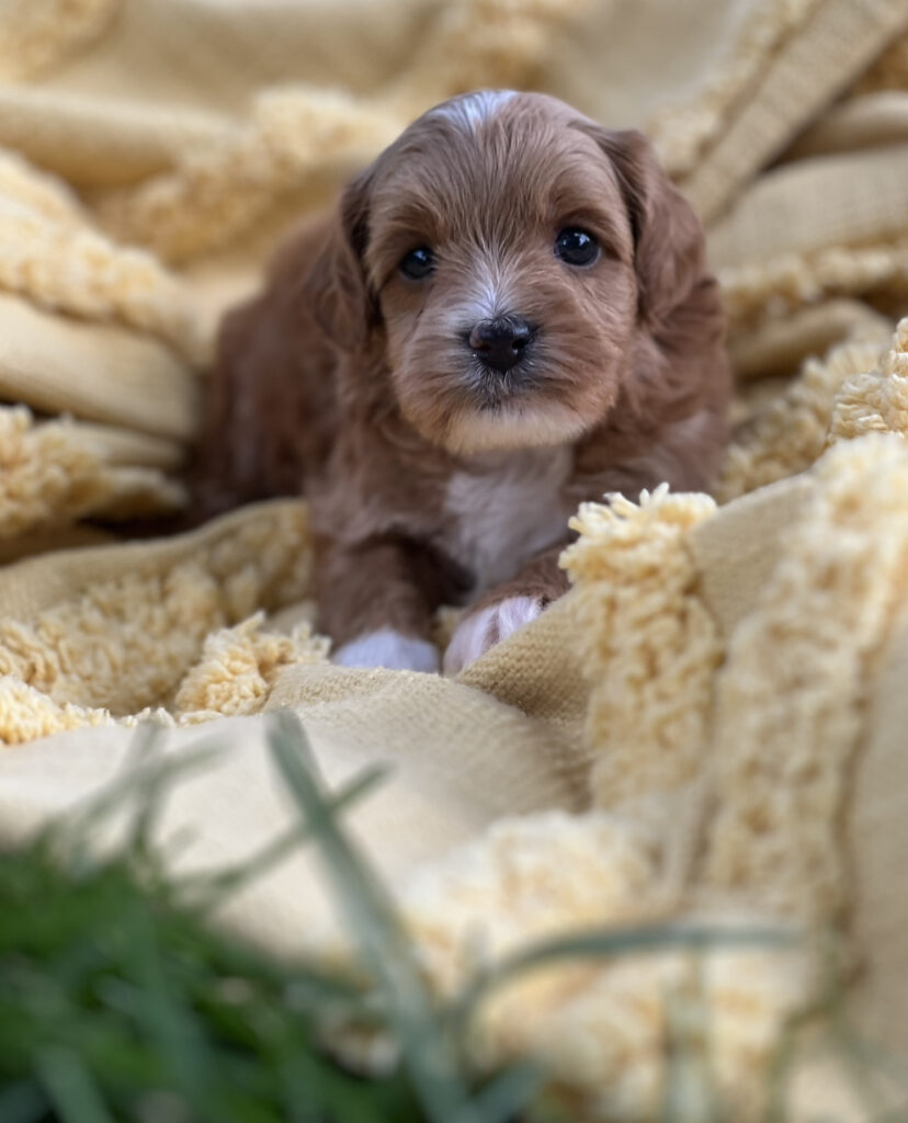 Australian Labradoodle Puppies For Adoption | Matthews, NC