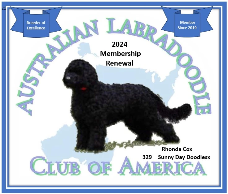australian labradoodle club membership