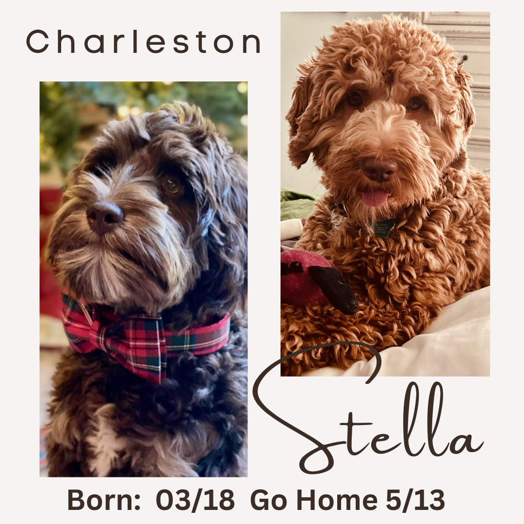 Charleston Stella