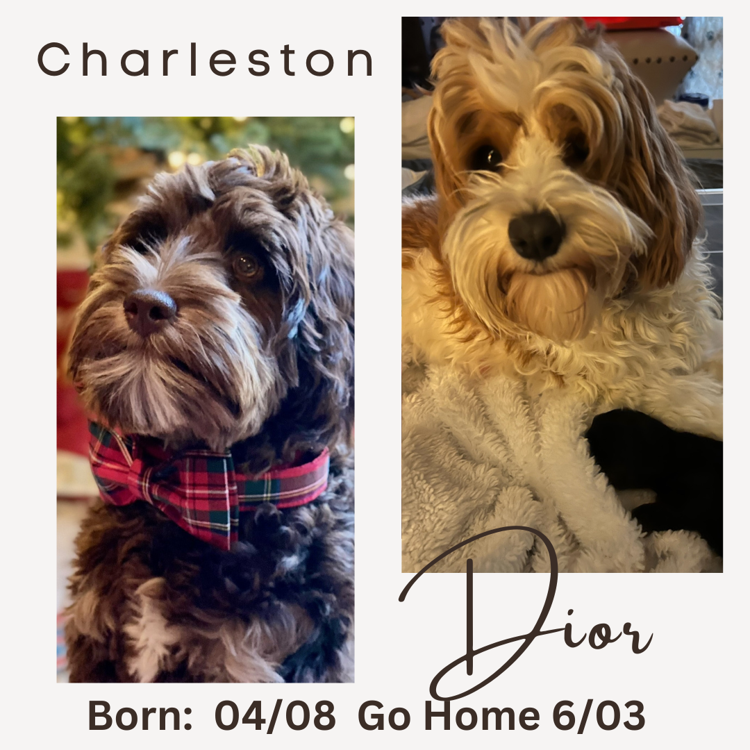 Charleston and Dior