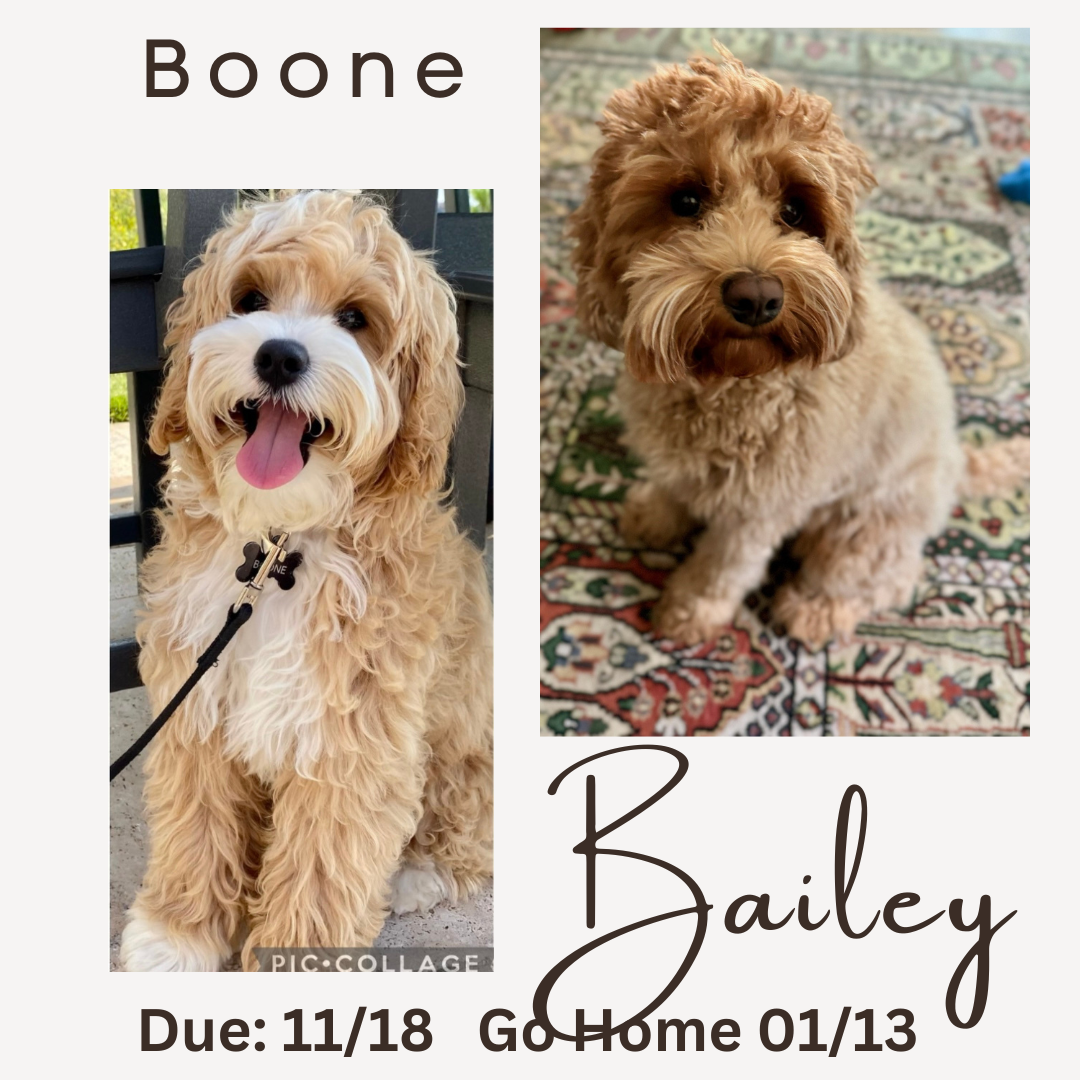 Boone and Bailey Correct