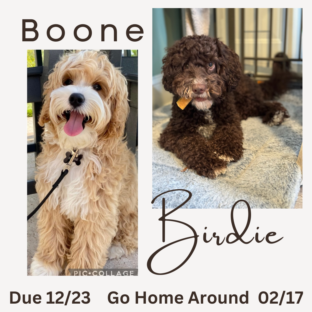 Boone and Birdie correct