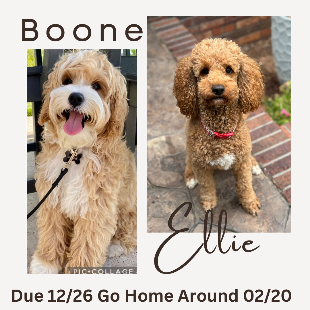 Boone and Ellie new