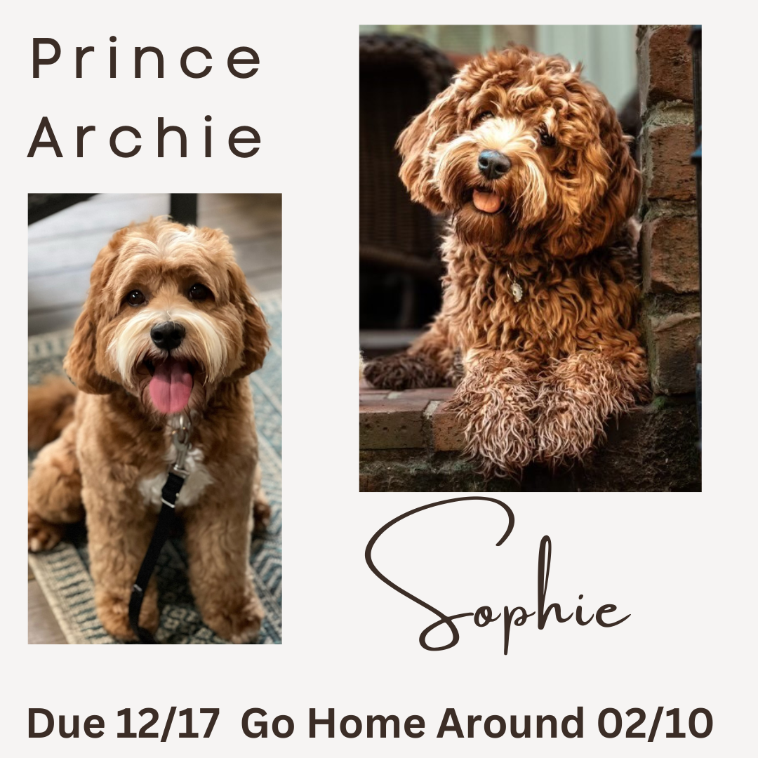 Prince Archie and Sophie new