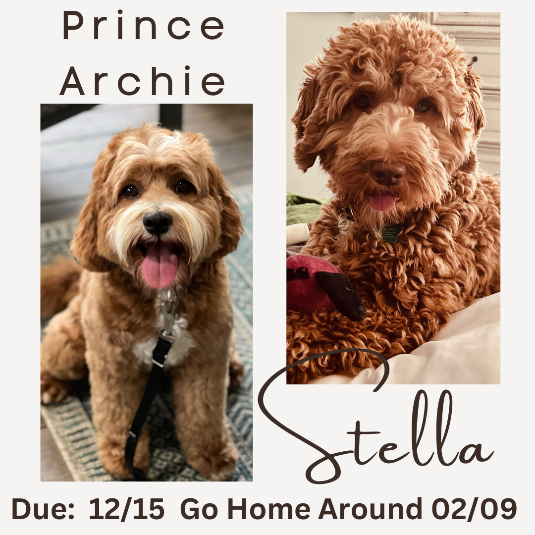 Prince Archie and Stella new