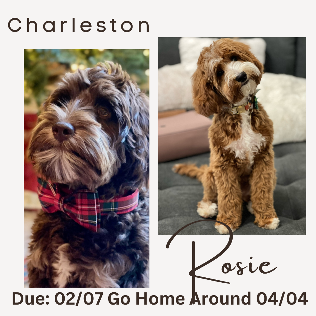 Charleston and Rosie