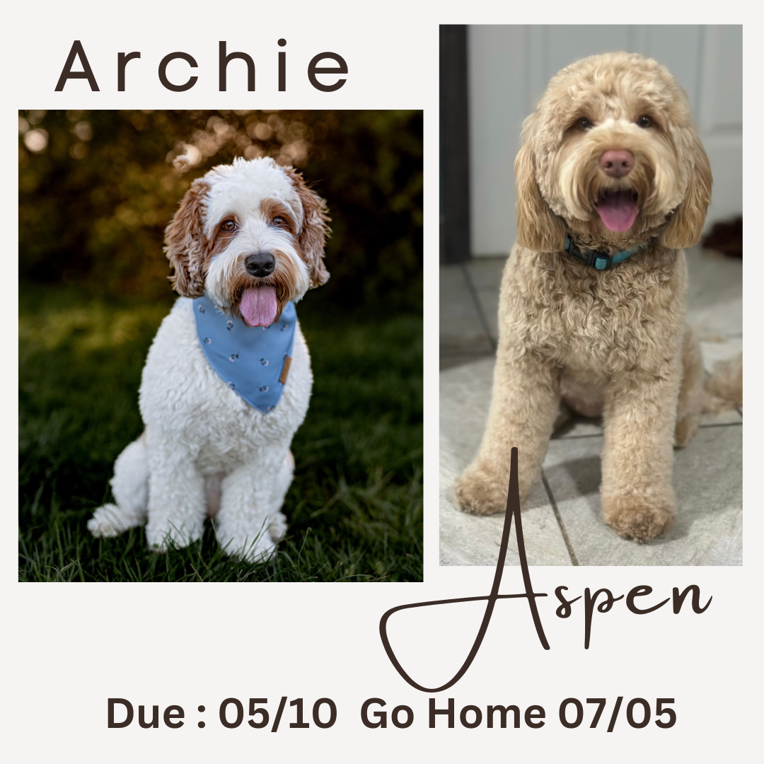 Archie and Aspen