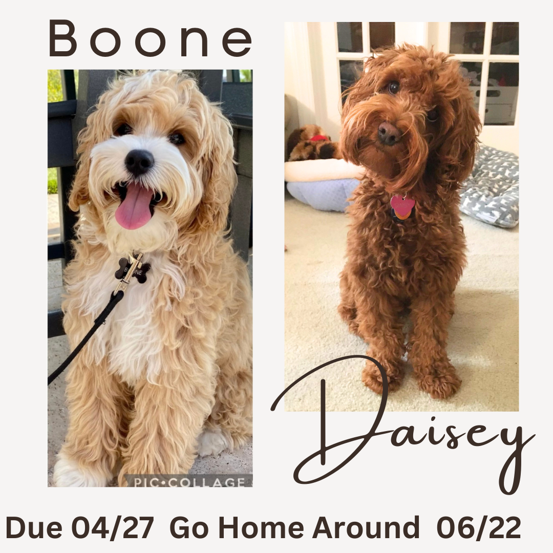 Boone and Daisy