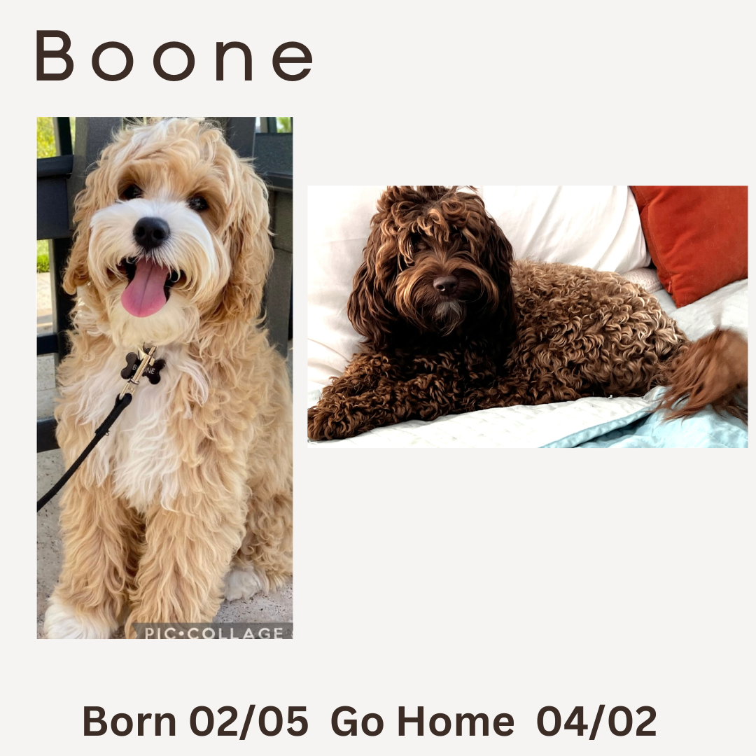 Boone and Natasha birth