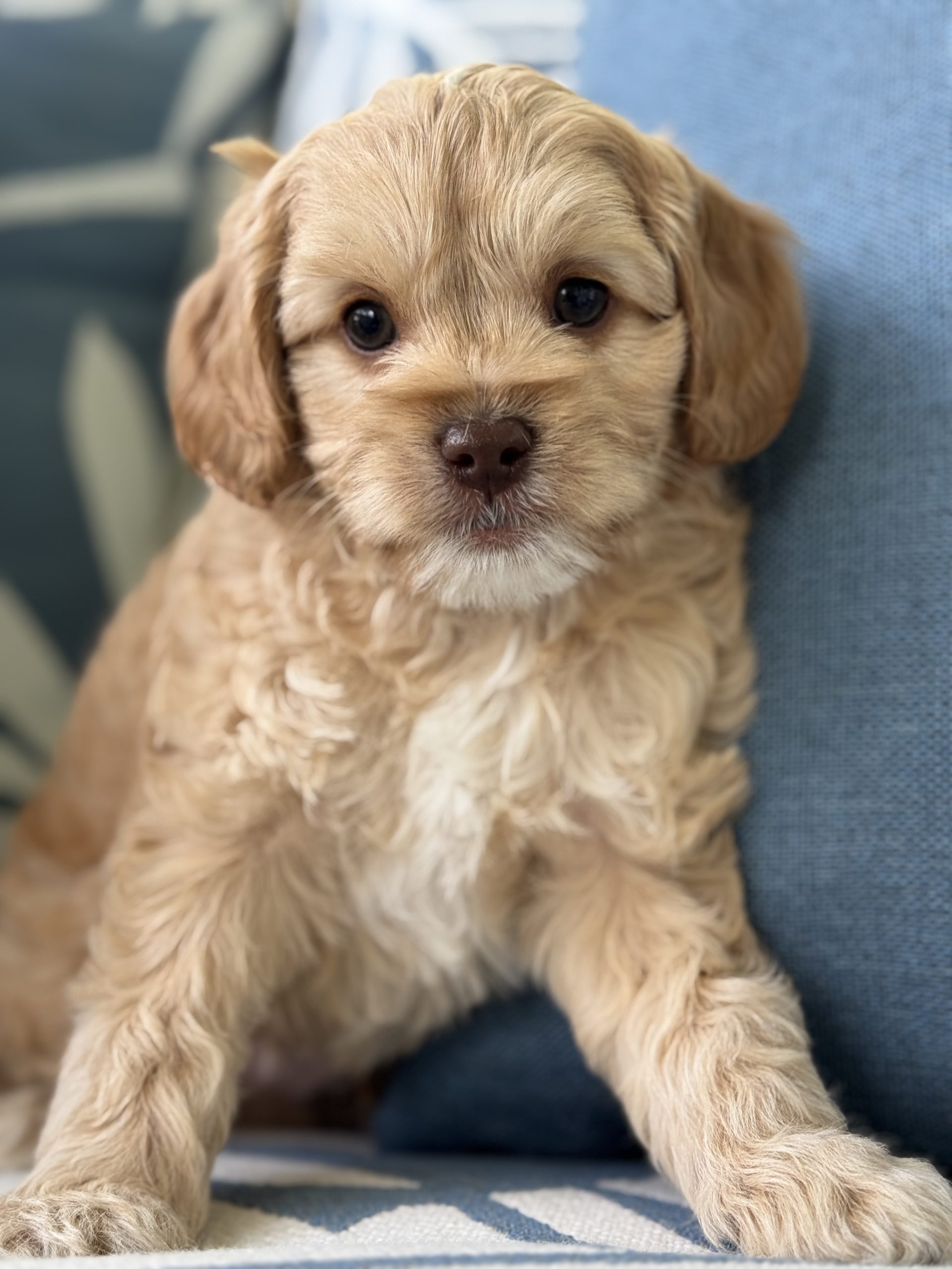 Caramel Caramel