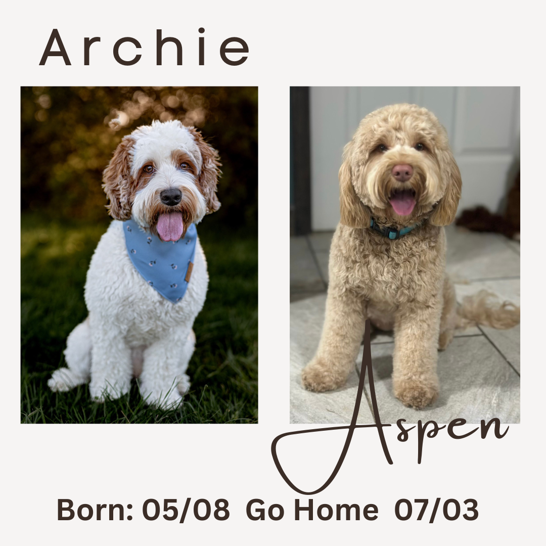 Archie Aspen Archie Aspen