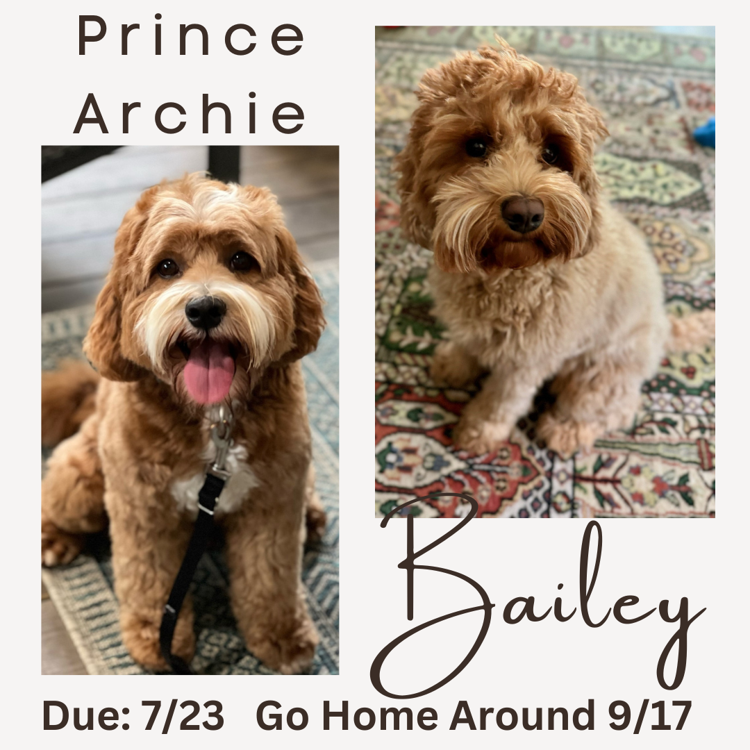 Bailey Bailey