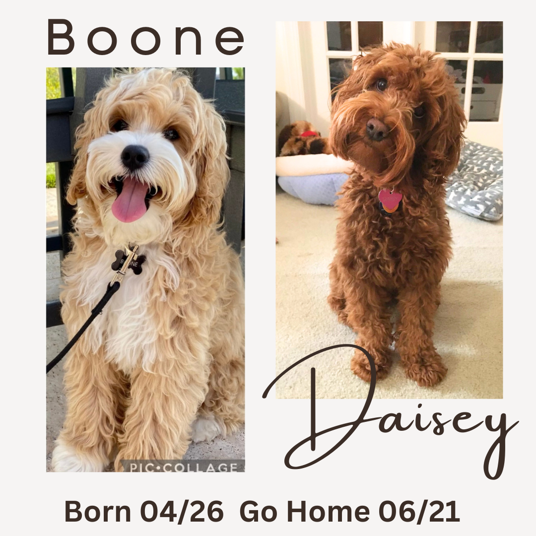 Boone and Daisy Boone and Daisy