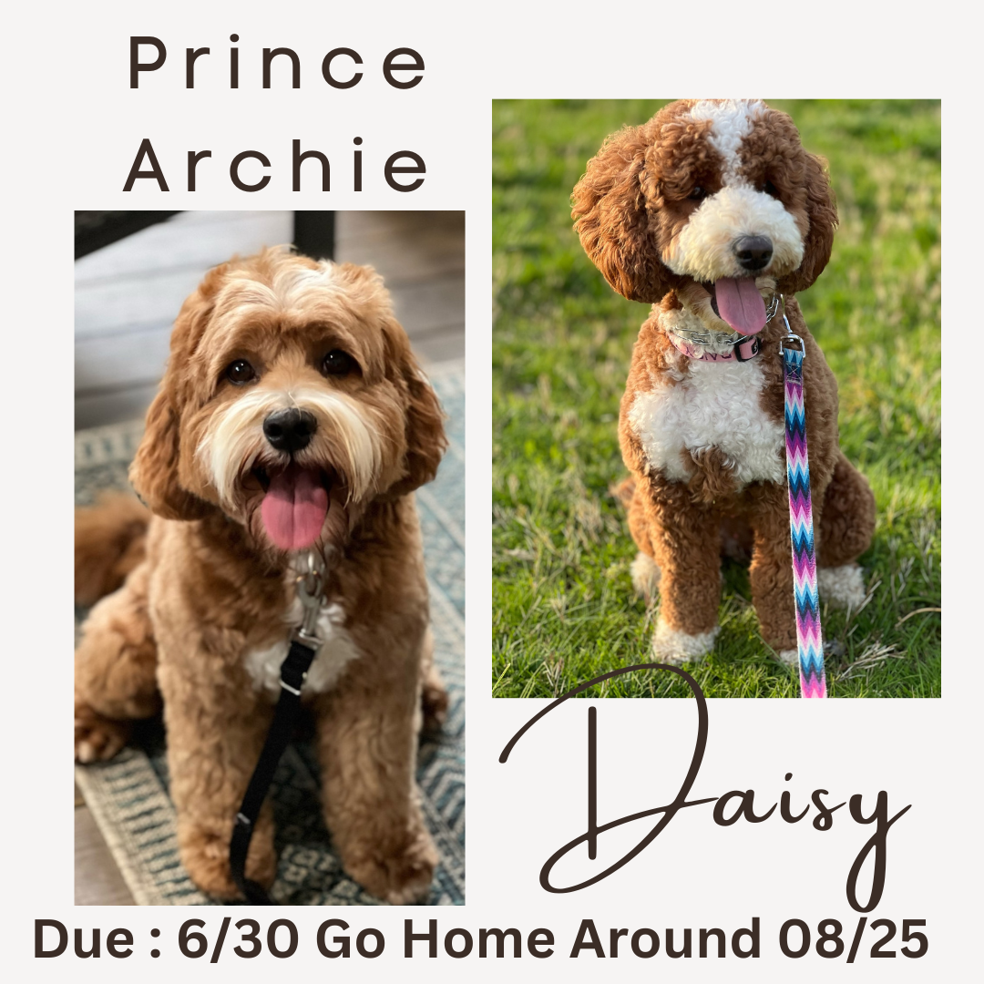 Daisy Daisy