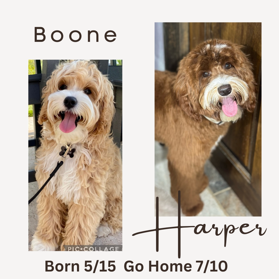 Harper Harper