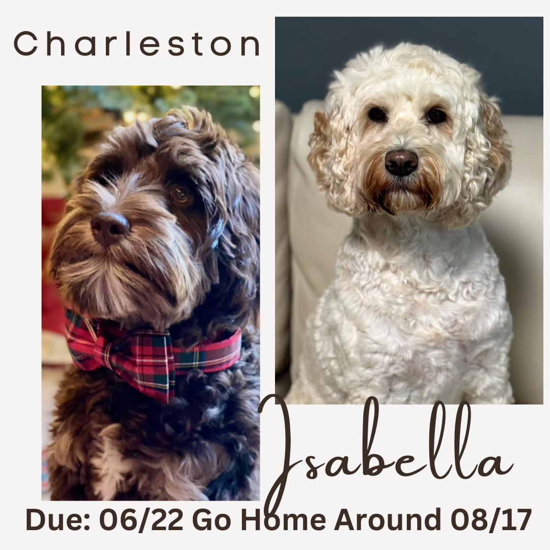 Isaabella Isaabella