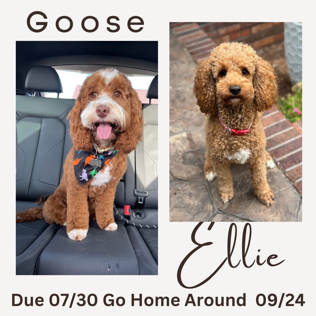 Goose and Ellie Goose and Ellie