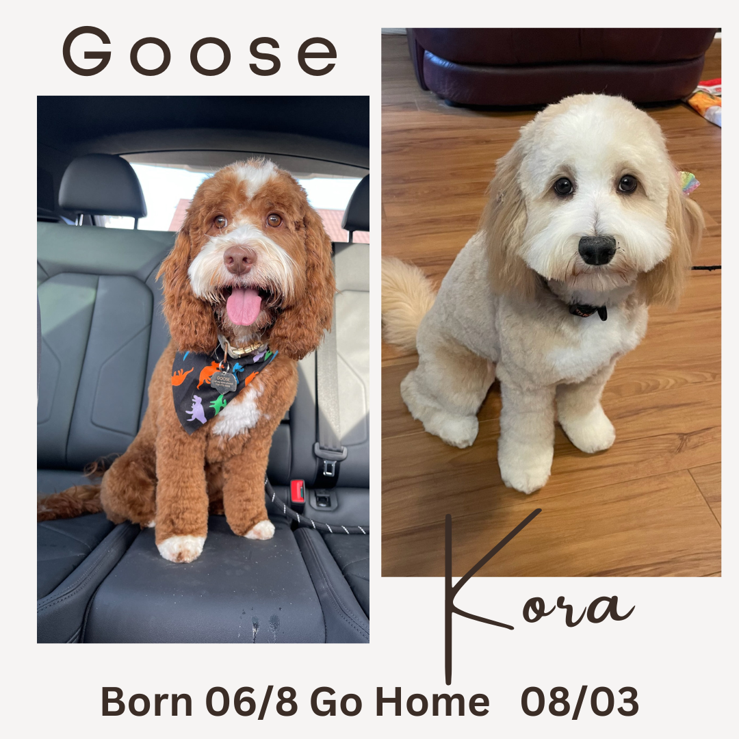 Kora Kora