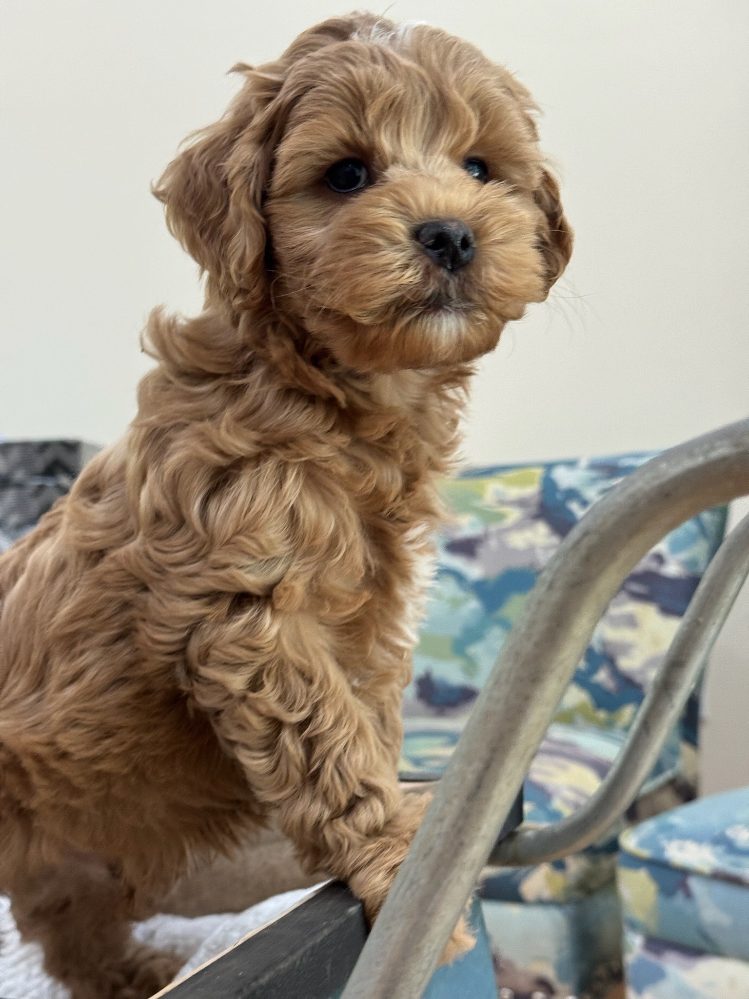 McGraw 8 weeks McGraw 8 weeks
