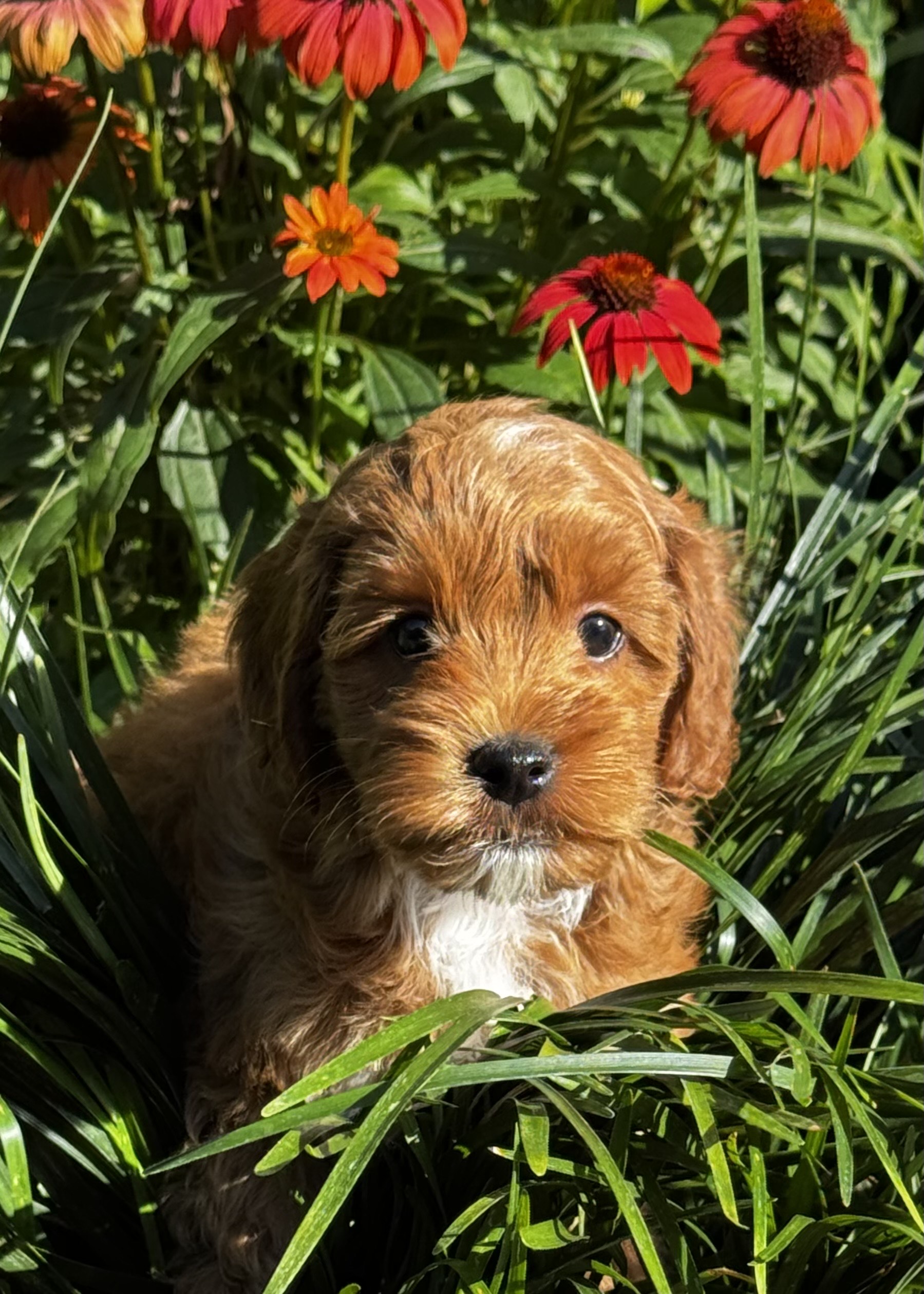 Willow 8 Willow 8