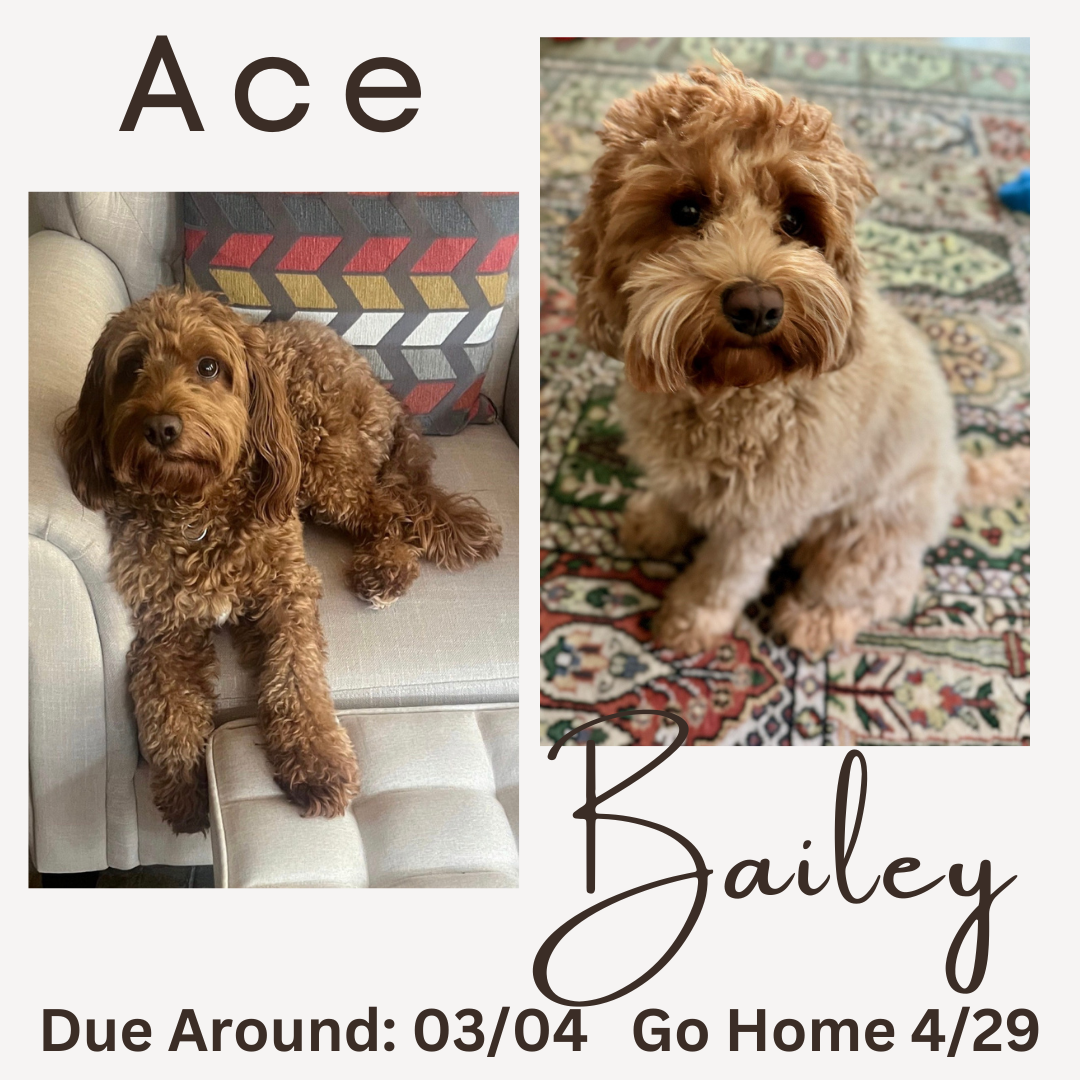 Bailey and Ace