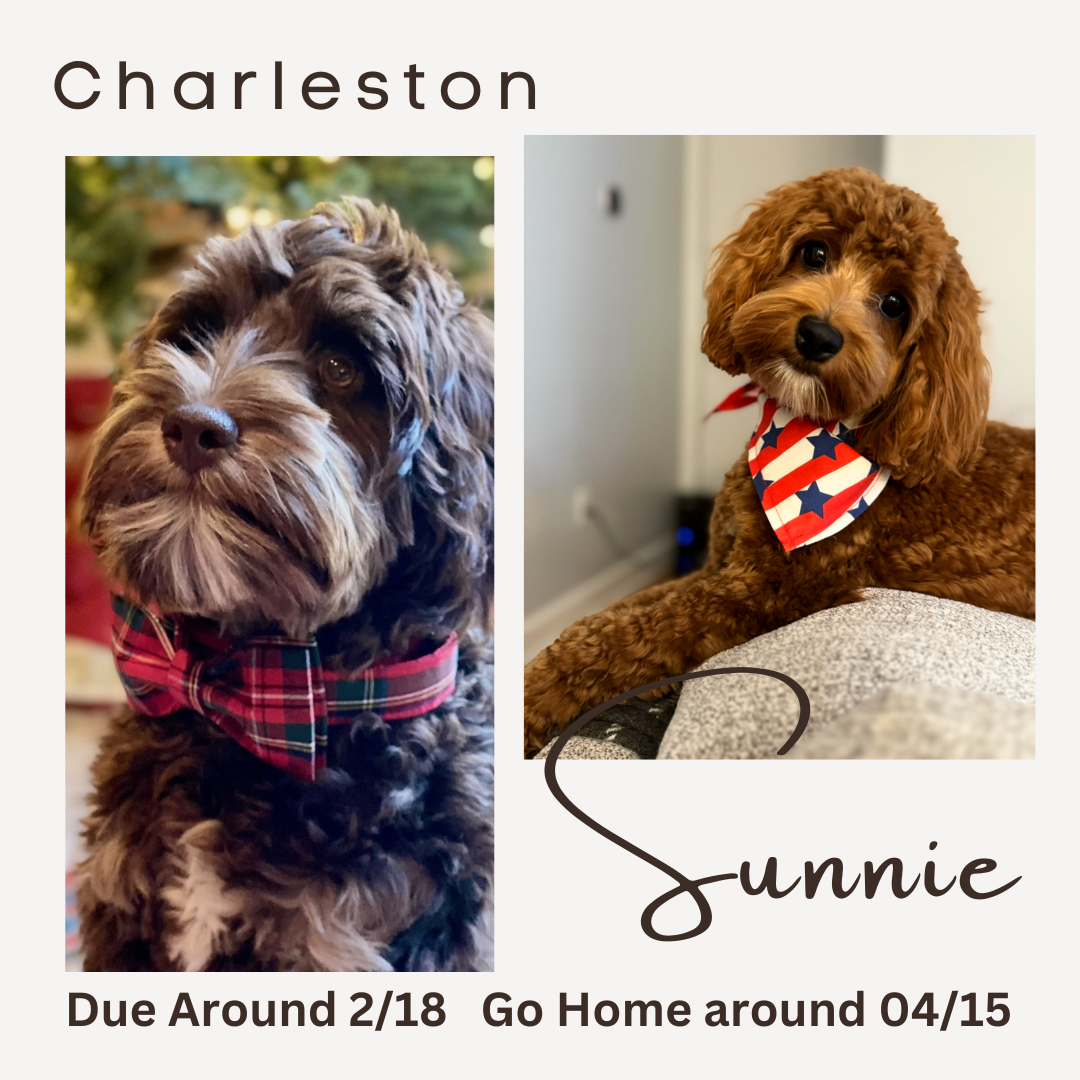Sunnie and Charleston