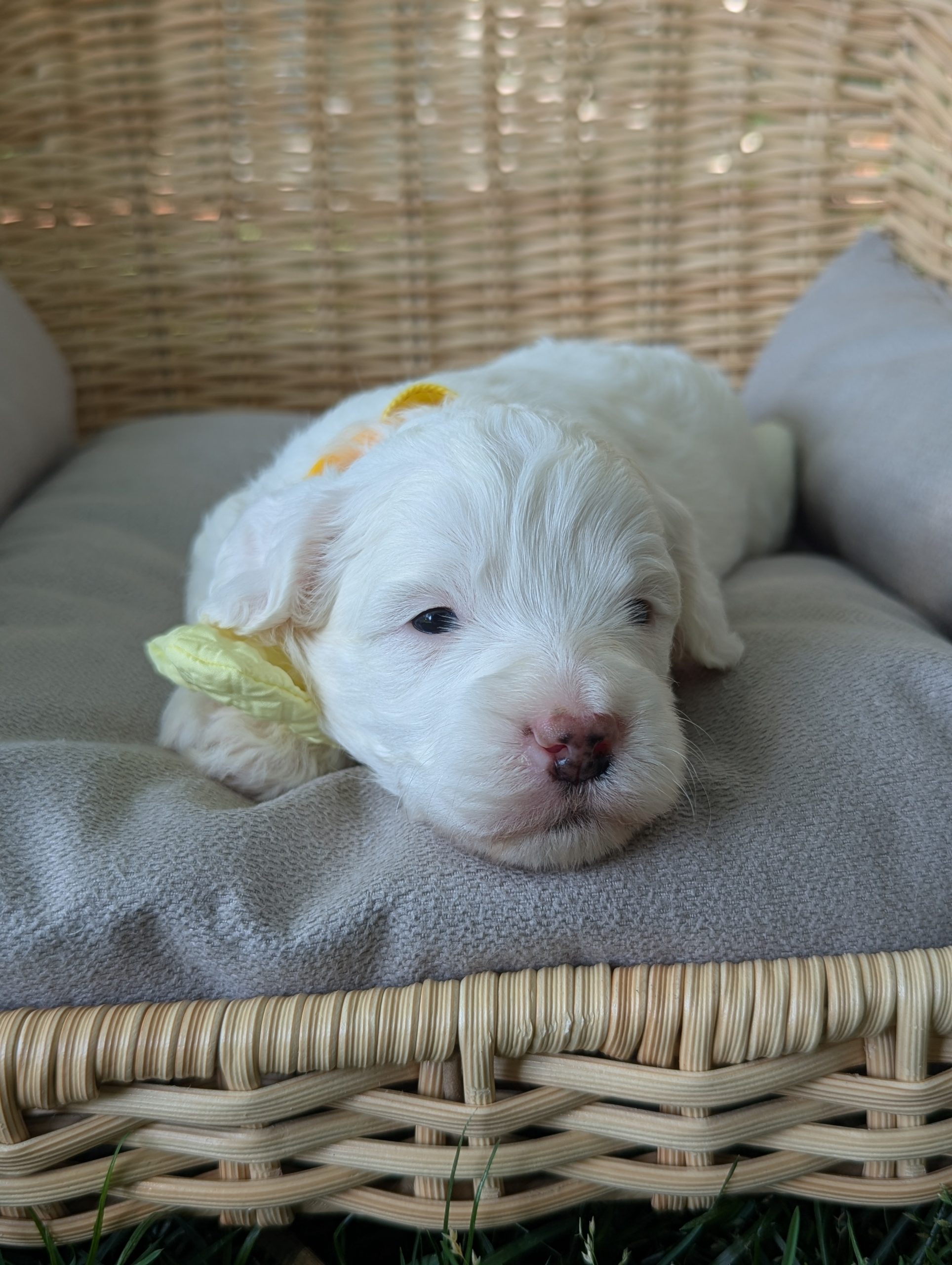 Snoopy
