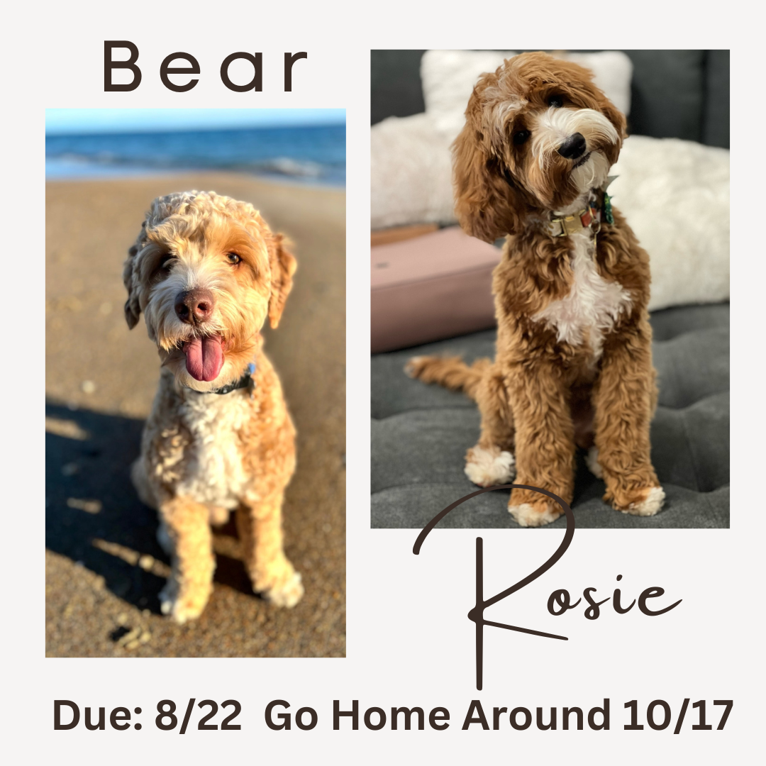 Bear and Rosie