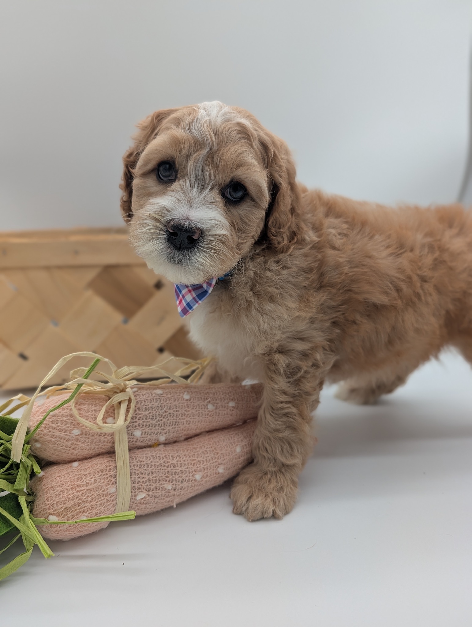 Biscuit