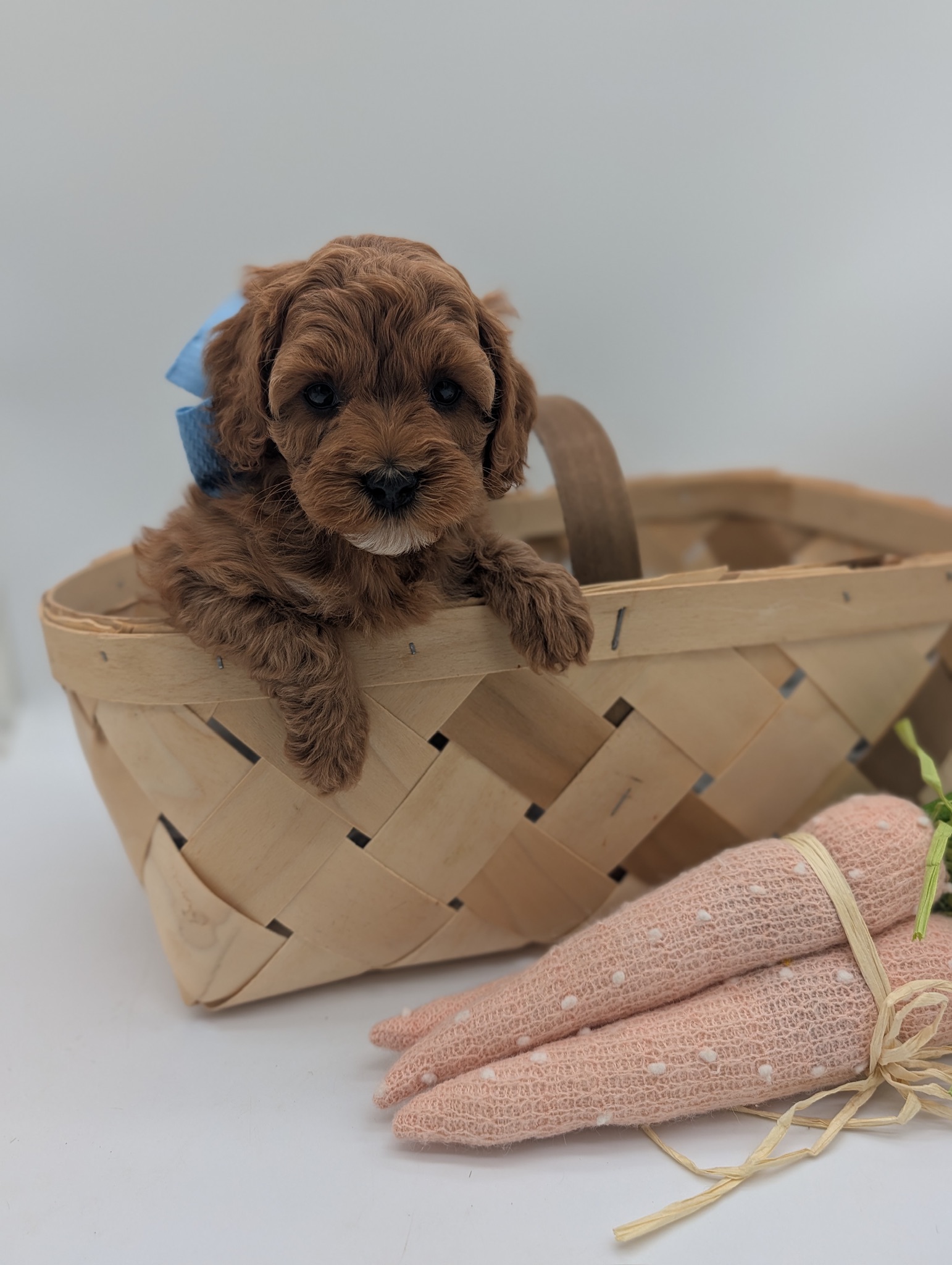 Ginger
