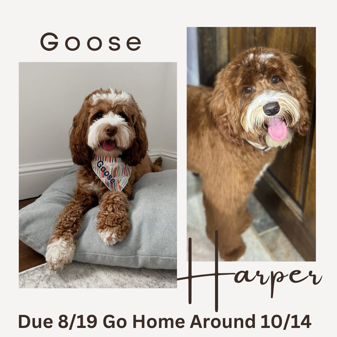 Goose and Harper