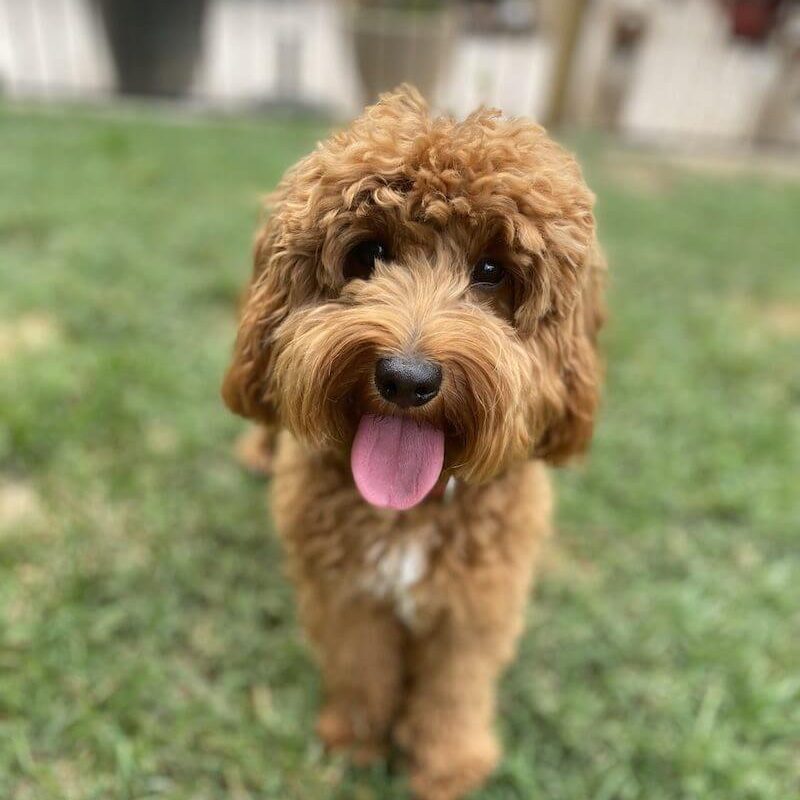 Meet Australian Labradoodles