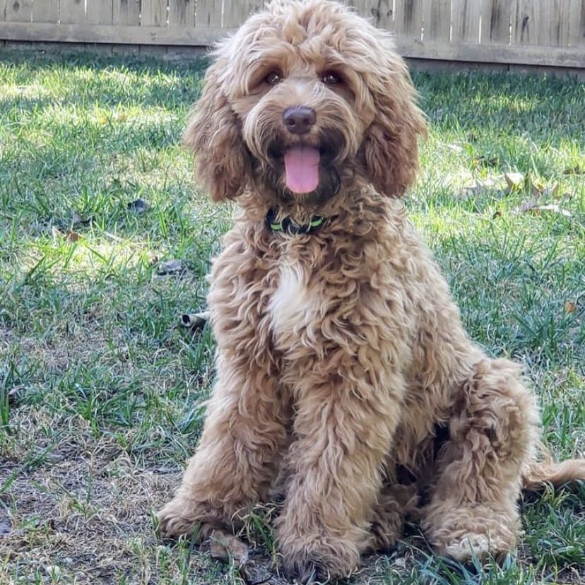 Meet Australian Labradoodles